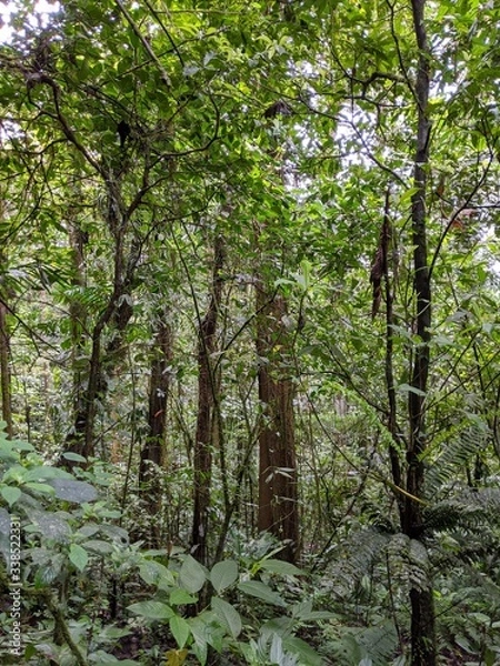 Obraz Costa Rica forest