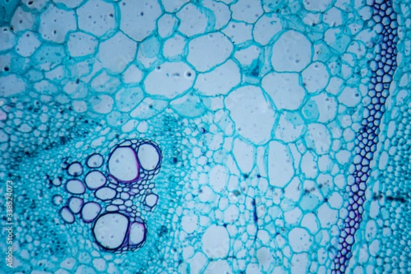 Fototapeta Microscopic image of pumpkin stem (cross-section)