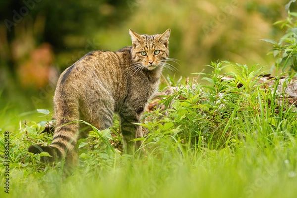 Fototapeta European wildcat, felis silvestris, with black stripes on brown tail looking behind over shoulder in summer. Elegant mammal predator in national park of Romania, Europe.
