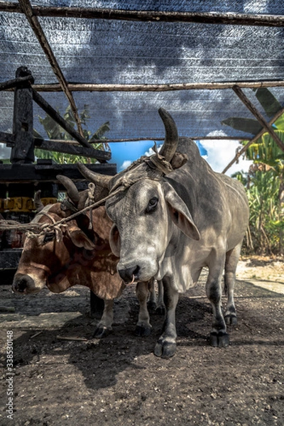 Obraz donkey in a farm