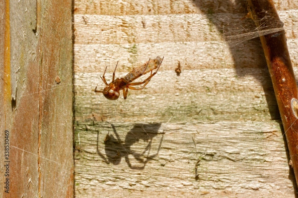 Obraz Spider feasting on an insect, with large shadow 2
