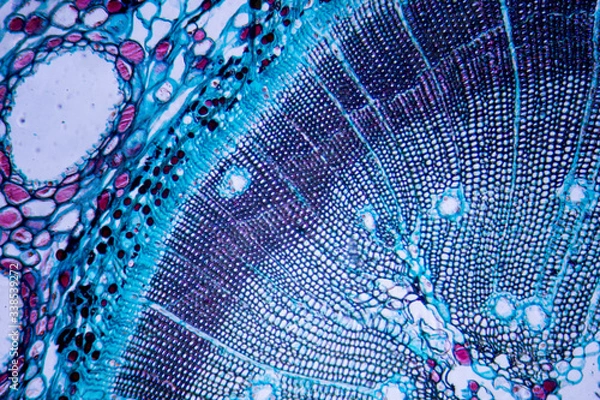 Fototapeta Microscopic image of Pine Stem (cross-section)