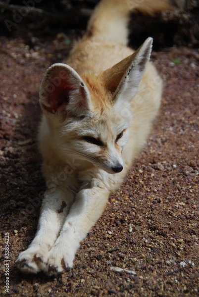 Fototapeta fennec