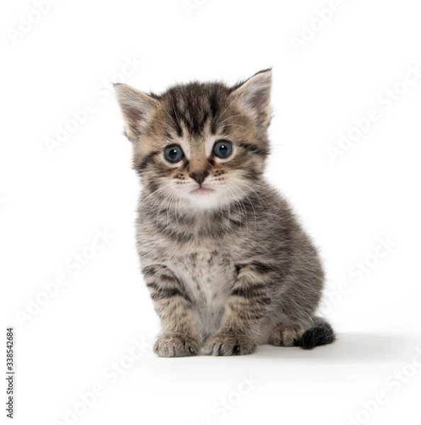 Fototapeta Cute tabby kitten