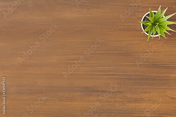 Obraz small plant in pot wooden table background with copy space