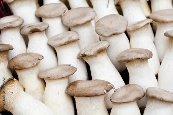 Obraz champignon pleurotes