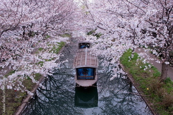 Fototapeta 京都　伏見　十石船と桜並木