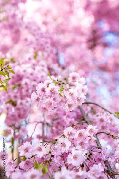 Obraz cherry blossom in spring
