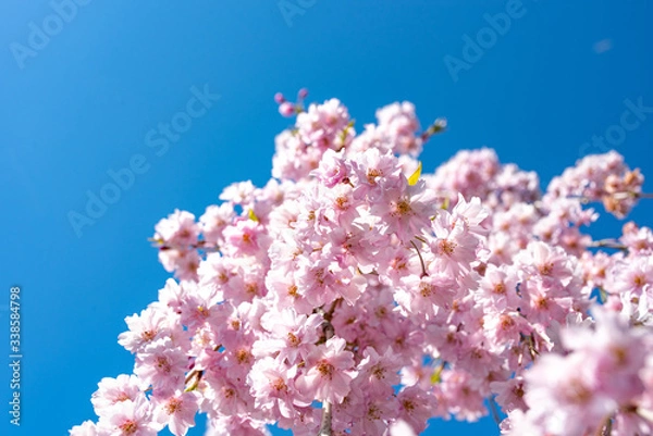 Fototapeta cherry blossom in spring