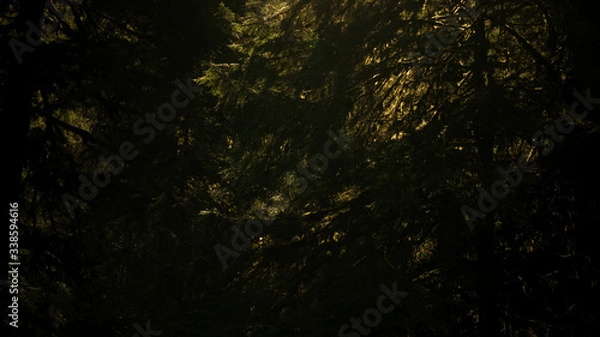 Obraz branches hit by light