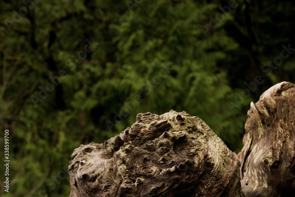 Obraz old tree stump