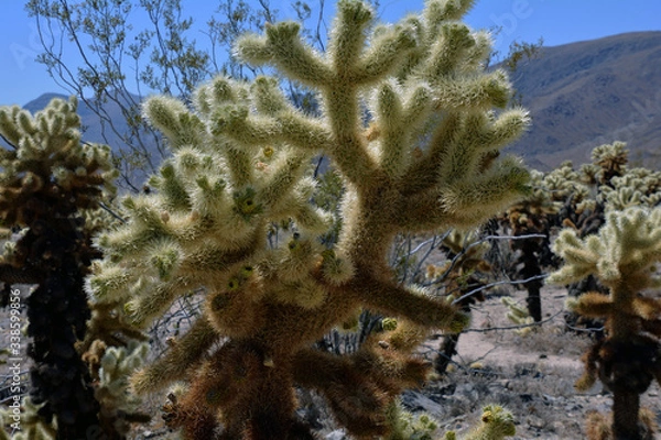 Obraz Joshua tree 
