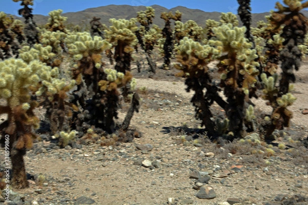 Obraz Joshua tree 