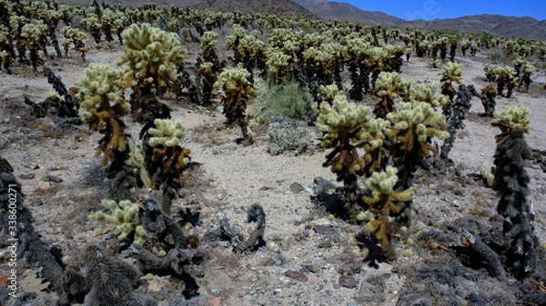 Obraz Joshua tree 