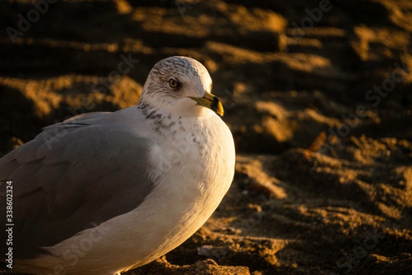 Obraz seagull on the beach