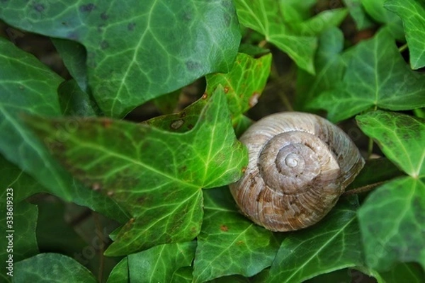 Fototapeta Schnecke