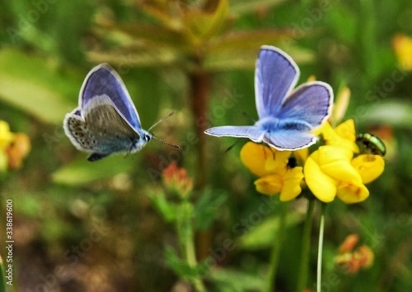Obraz Schmetterlingstanz