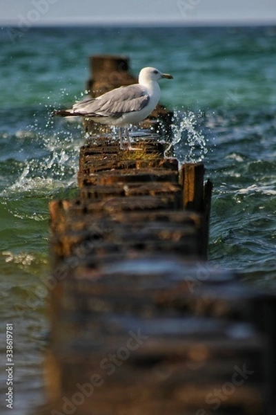 Obraz Möwe auf den Bohlen