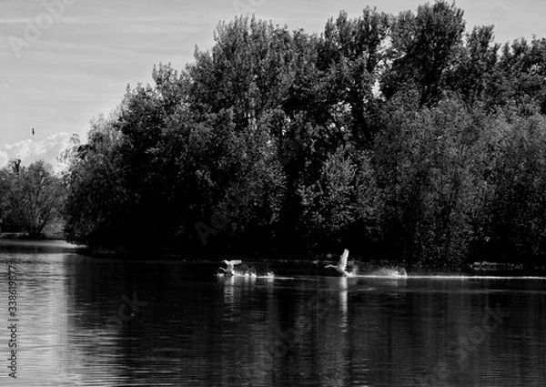 Obraz Schwäne in der Balzzeit