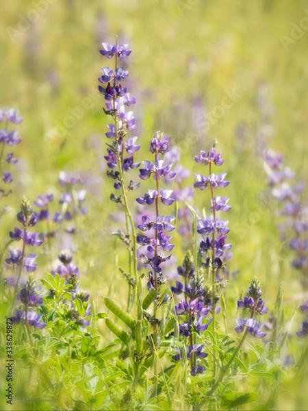 Fototapeta Tailcup Lupine