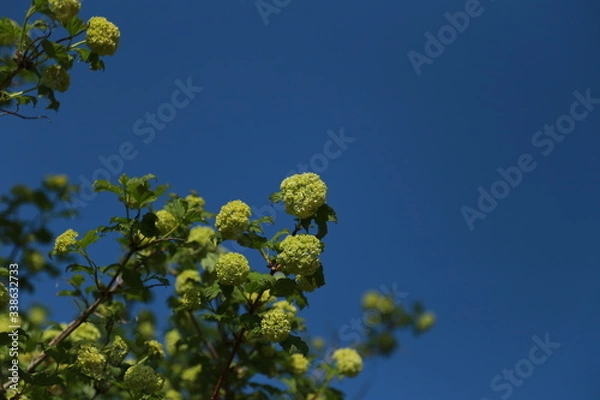 Obraz Arbre boule de neige. Printemps 