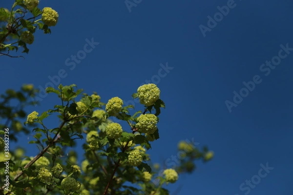 Obraz Arbre boule de neige. Printemps 