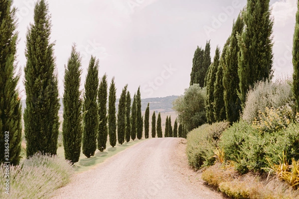 Fototapeta tuscany landscape  view with cypress trees background. Italy style