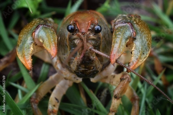 Fototapeta close up of crayfish on the ground