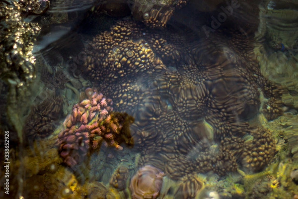 Obraz A shot of touch sensitive colour changing Corel