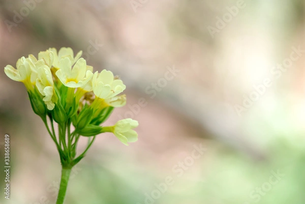 Obraz  sunny day of primrose