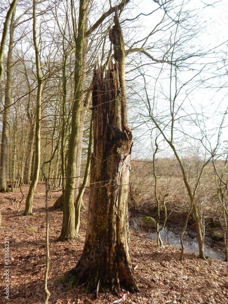 Fototapeta dead tree trunk
