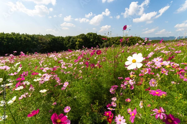Fototapeta 青空と雲と満開のコスモス畑