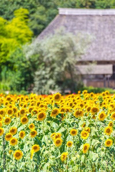 Obraz ひまわり畑と古民家