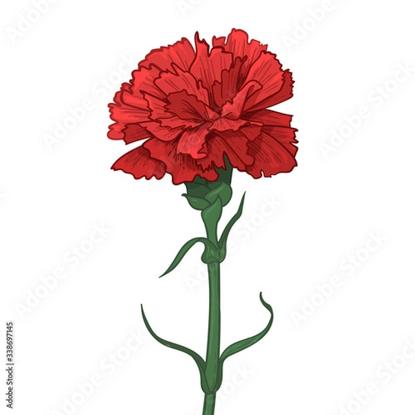 Obraz Red Carnation Flower. Happy Great Victory Day 9 May Illustration. Vector illustration in sketch style