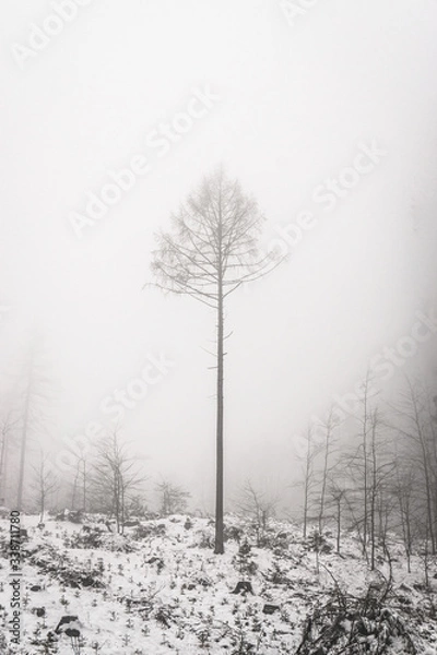 Obraz tree in fog in winter