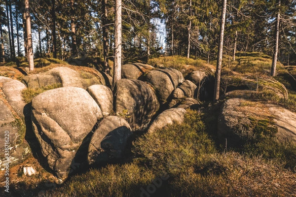 Obraz small rocks in the forest