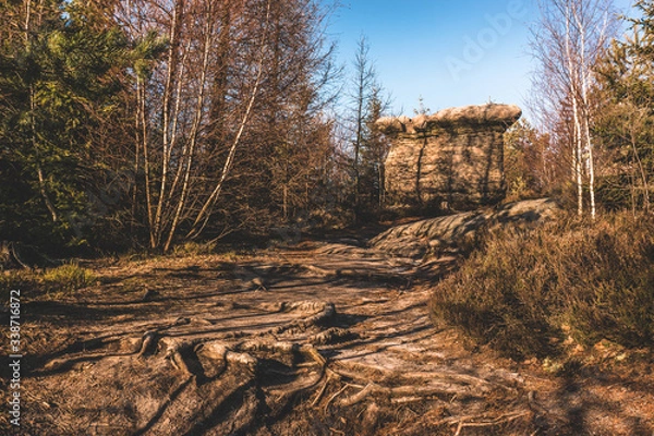 Obraz rock looking like a mushroom in the forest