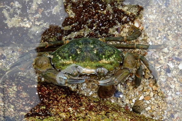 Obraz Carcinus maenas