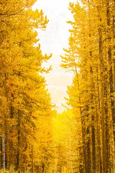 Obraz Bright yellow forest of  trees in the mountains.