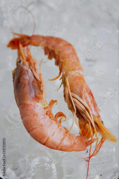 Obraz langoustine on a ice