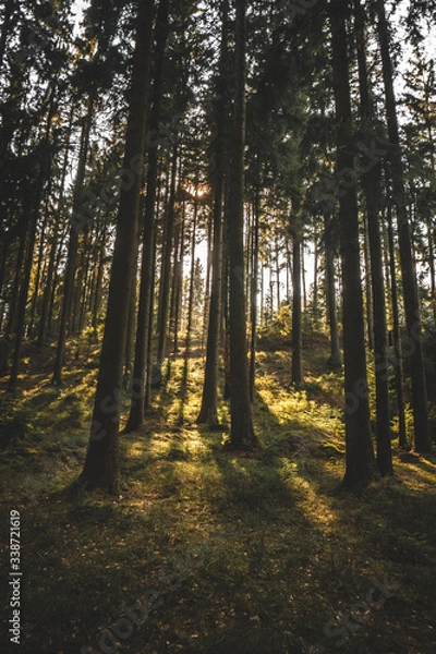 Obraz sun rays in the forest