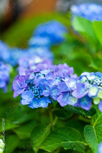 Obraz 雨に濡れる紫陽花