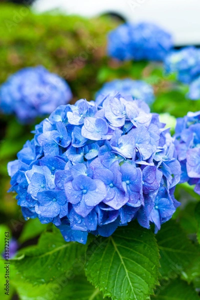 Obraz 雨に濡れる紫陽花