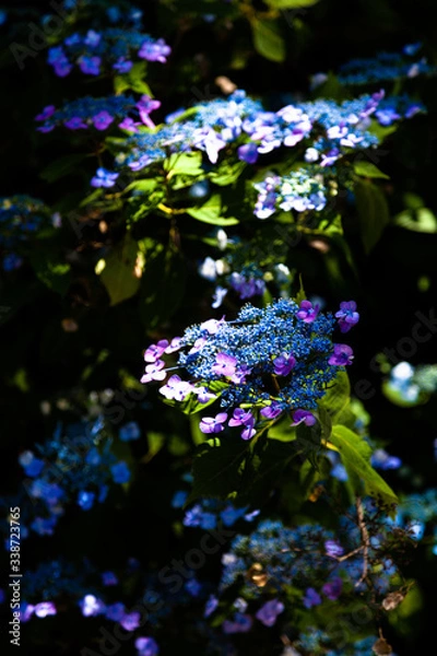 Obraz 木漏れ日の中の紫陽花