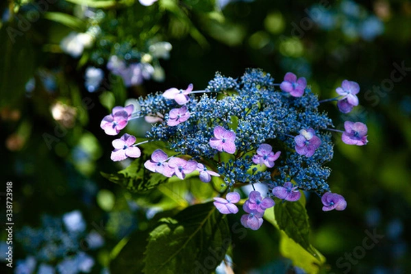 Obraz 木漏れ日の中の紫陽花