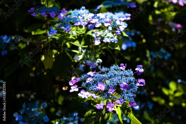 Fototapeta 木漏れ日の中の紫陽花