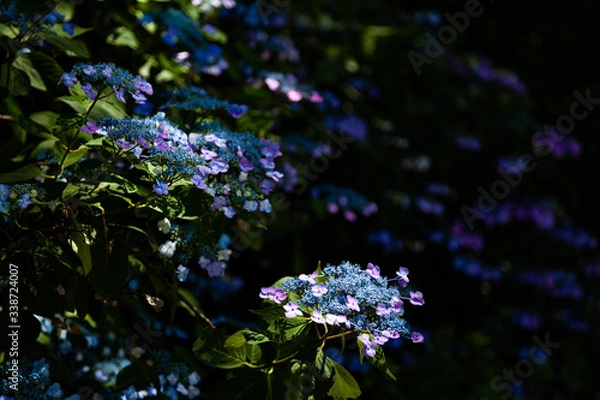 Obraz 木漏れ日の中の紫陽花