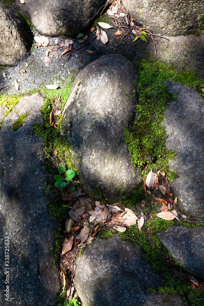 Fototapeta こもれびの中の石畳