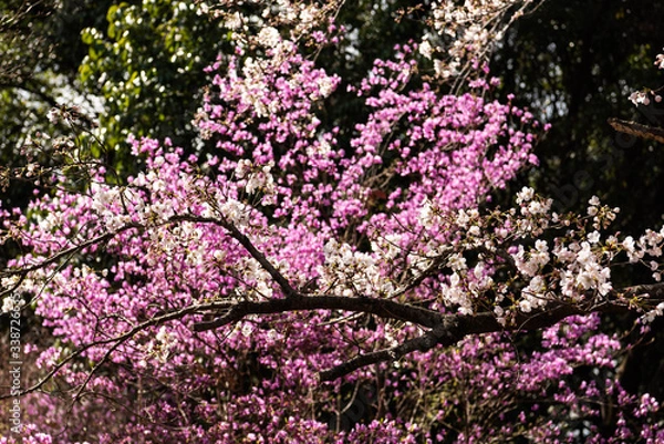Fototapeta 桜とツツジ