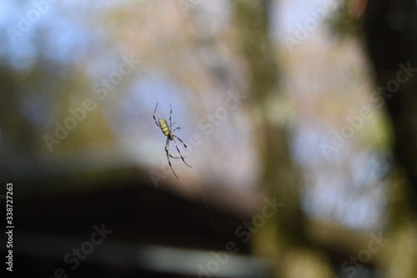 Obraz 蜘蛛